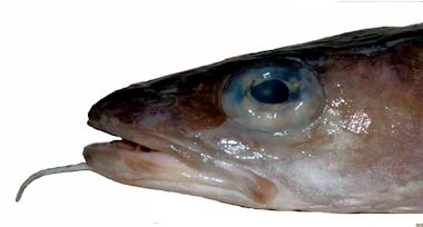 Molva molva_05556